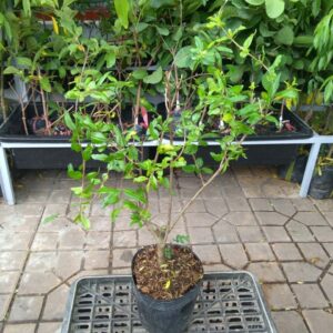 Cây giống Lựu Đỏ Ấn Độ – Trái to, hạt đỏ, giá trị kinh tế cao