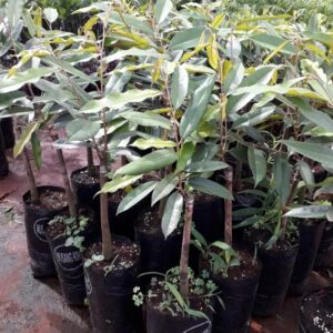 Cây giống sầu riêng Musang King