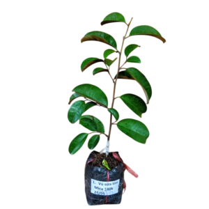 Cây giống vú sữa Mica – Giống cây ăn trái phù hợp nhiều vùng trồng