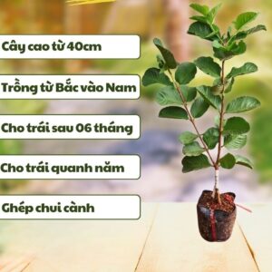 Cây giống Ổi Ruby không hạt ruột đỏ